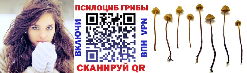 Псилоцибиновые грибы Psilocybine cubensis  Купить  Бирюч 